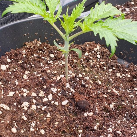Highness  #2 growlog photo: Die hängenden Blätter wurden entfernt