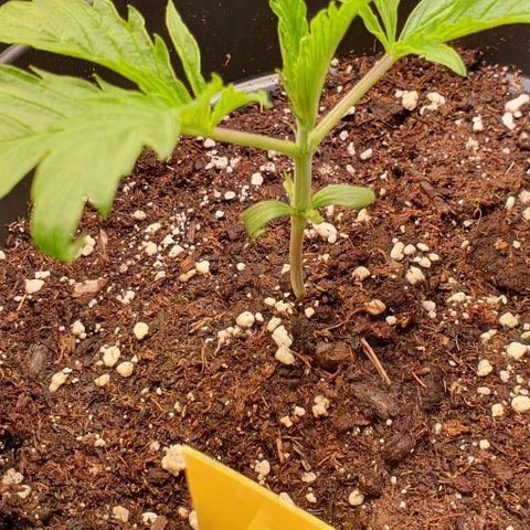 Highness  #2 growlog photo: Die hängenden Blätter wurden entfernt