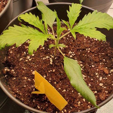 Highness  #2 growlog photo: Die hängenden Blätter wurden entfernt