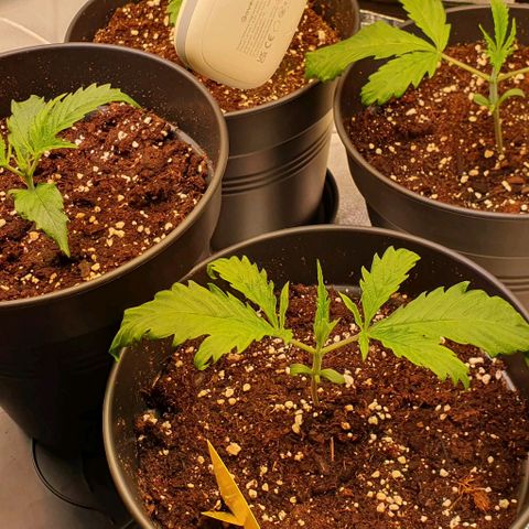 Highness  #2 growlog photo: Die hängenden Blätter wurden entfernt