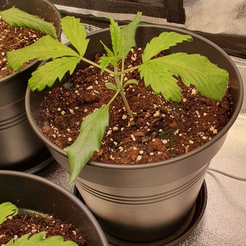Highness  #2 growlog photo: Die hängenden Blätter wurden entfernt