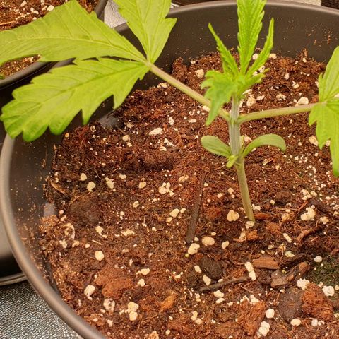 Highness  #2 growlog photo: Die hängenden Blätter wurden entfernt