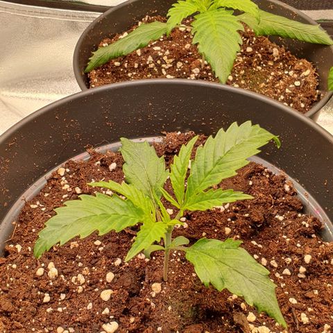 Highness  #2 growlog photo: Die hängenden Blätter wurden entfernt