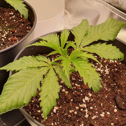 Highness  #2 growlog timeline photo