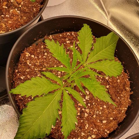 Highness  #2 growlog timeline photo