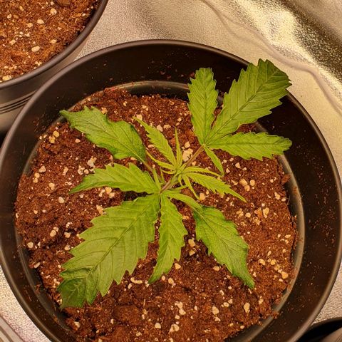 Highness  #2 growlog timeline photo