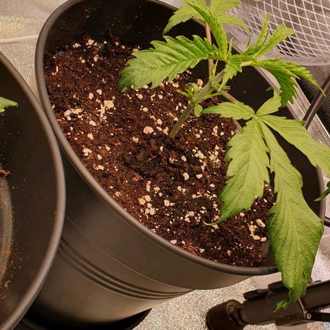 Highness  #2 growlog timeline photo