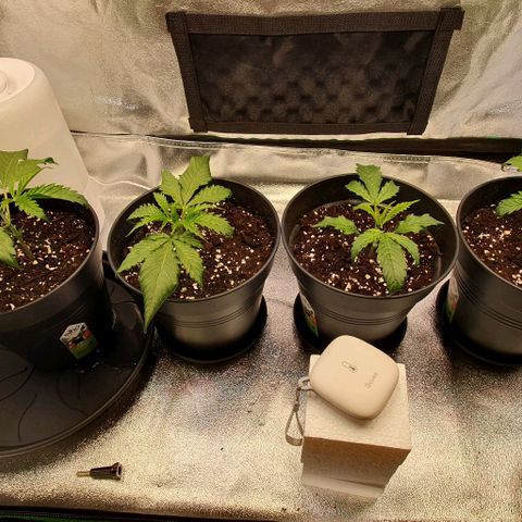 Highness  #2 growlog timeline photo