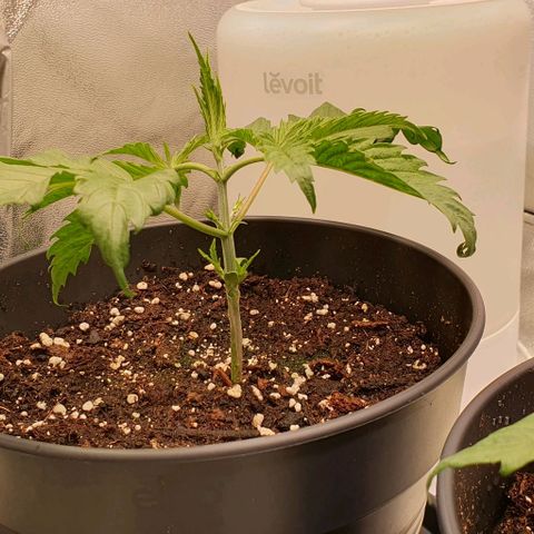 Highness  #2 growlog timeline photo