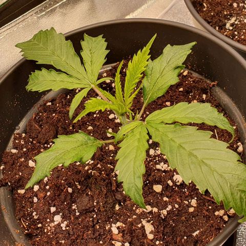 Highness  #2 growlog timeline photo