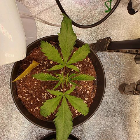 Highness  #2 growlog timeline photo