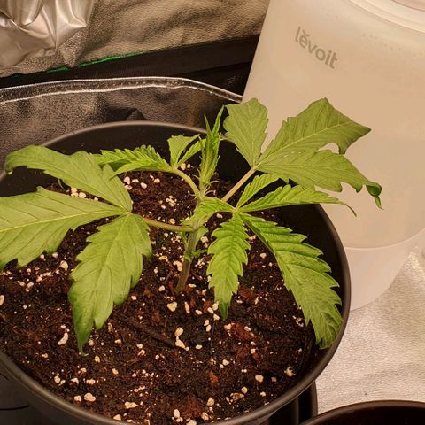Highness  #1 growlog timeline photo