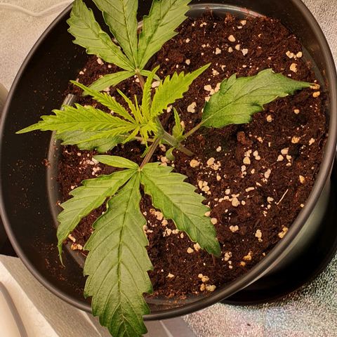 Highness  #2 growlog photo: Alle zeigen nach wie vor anzeichen von stress. 