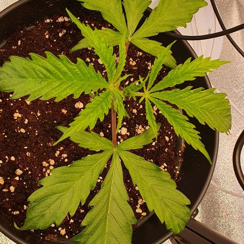 Highness  #2 growlog photo: Alle zeigen nach wie vor anzeichen von stress. 