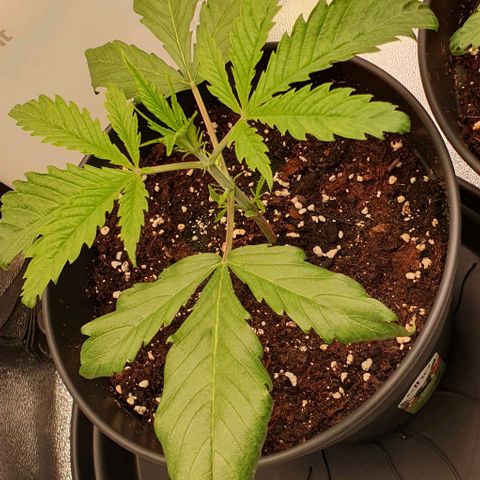 Highness  #2 growlog photo: Alle zeigen nach wie vor anzeichen von stress. 