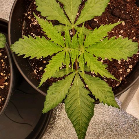 Highness  #2 growlog photo: Alle zeigen nach wie vor anzeichen von stress. 