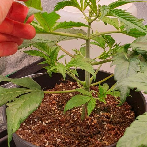 Highness  #2 growlog timeline photo