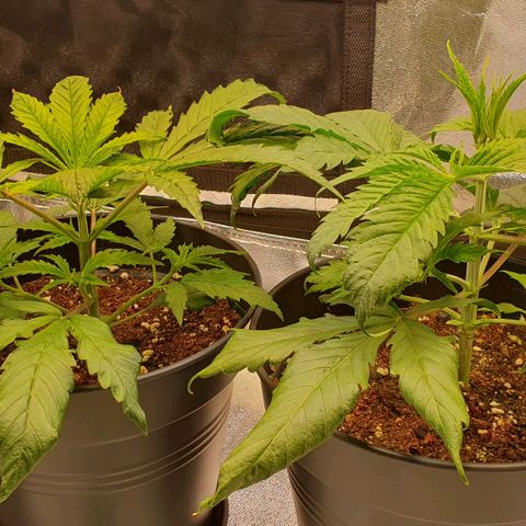 Highness  #2 growlog timeline photo
