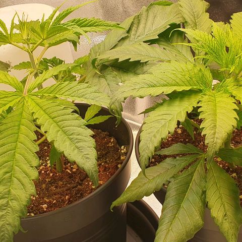 Highness  #2 growlog timeline photo