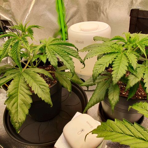Highness  #2 growlog timeline photo