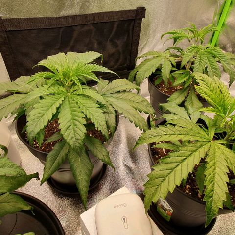 Highness  #2 growlog timeline photo