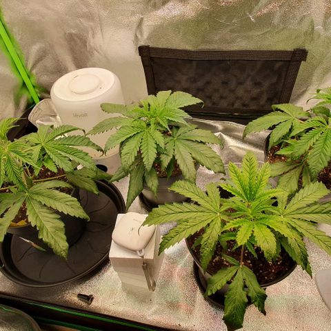 Highness  #2 growlog timeline photo