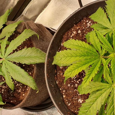 Highness  #2 growlog photo: Umtopfen in 11 liter