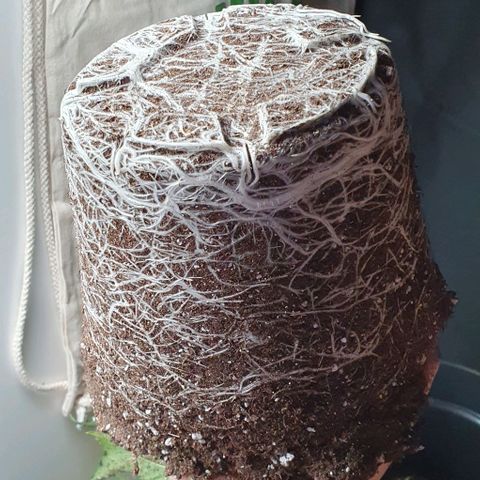 Highness  #2 growlog photo: Umtopfen in 11 liter