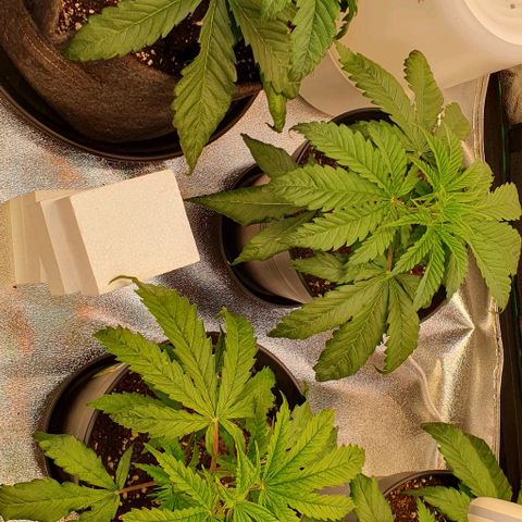 Highness  #2 growlog photo: Umtopfen in 11 liter