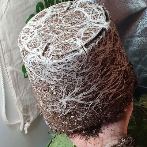 Highness  #2 growlog photo: Umtopfen in 11 liter