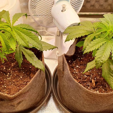 Highness  #2 growlog photo: Umtopfen in 11 liter