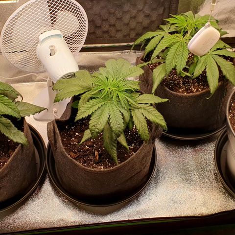 Highness  #2 growlog photo: Umtopfen in 11 liter