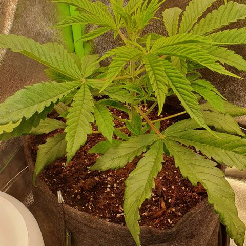 Highness  #2 growlog timeline photo