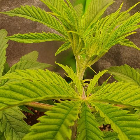 Highness  #2 growlog timeline photo