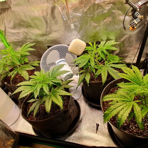 Highness  #2 growlog timeline photo