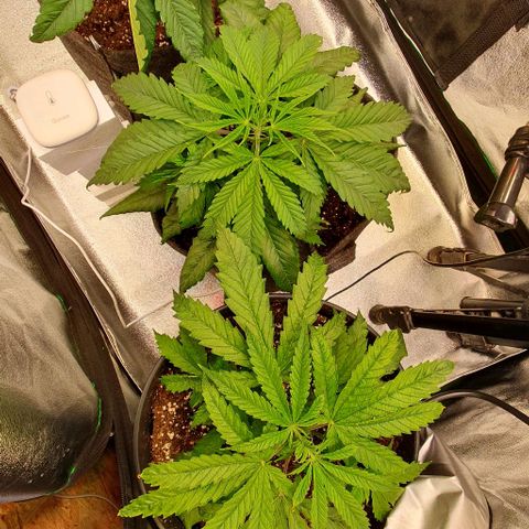 Highness  #2 growlog timeline photo