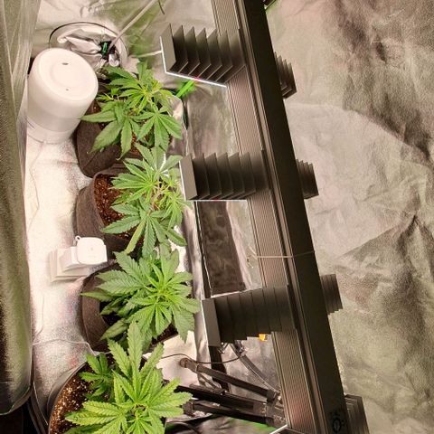 Highness  #2 growlog timeline photo
