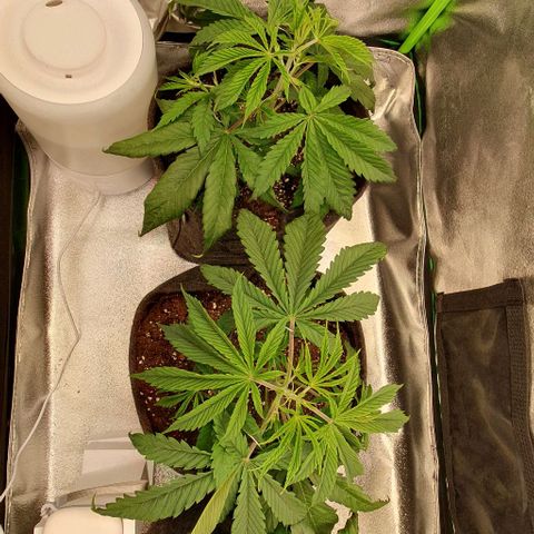 Highness  #2 growlog timeline photo