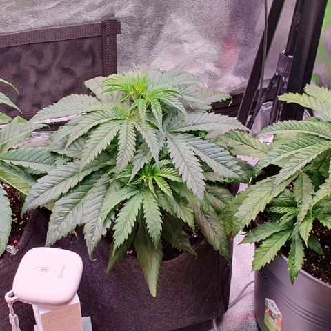 Highness  #2 growlog timeline photo