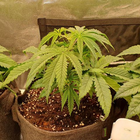Highness  #2 growlog timeline photo