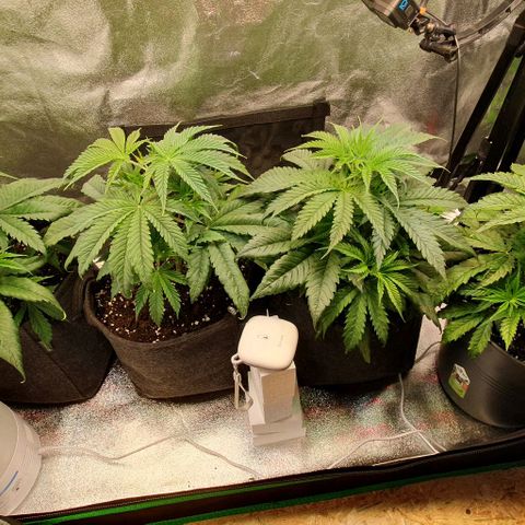 Highness  #2 growlog timeline photo