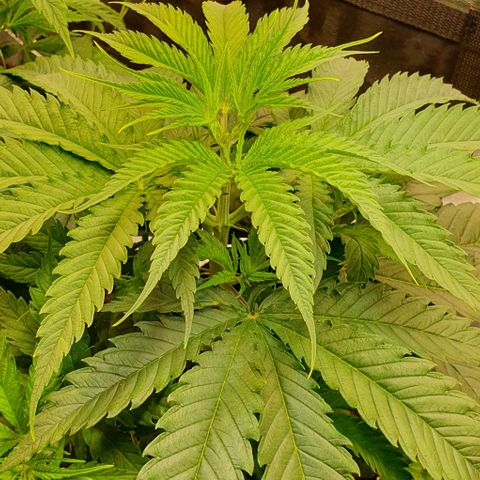 Highness  #2 growlog timeline photo