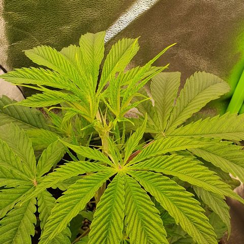 Highness  #2 growlog timeline photo