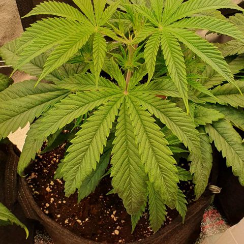 Highness  #1 growlog timeline photo