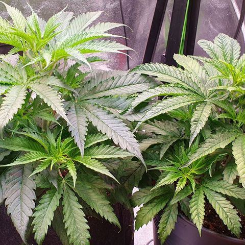 Highness  #2 growlog timeline photo