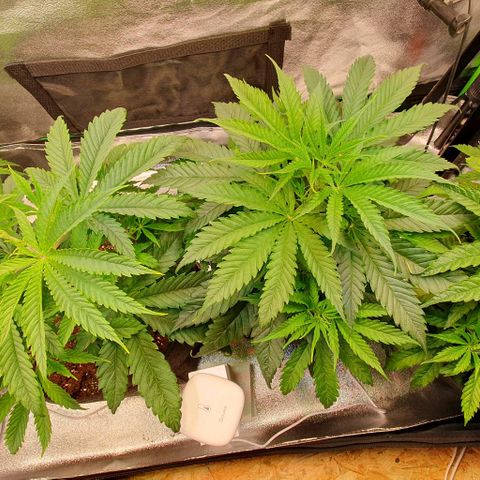 Highness  #2 growlog timeline photo