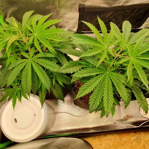 Highness  #2 growlog timeline photo