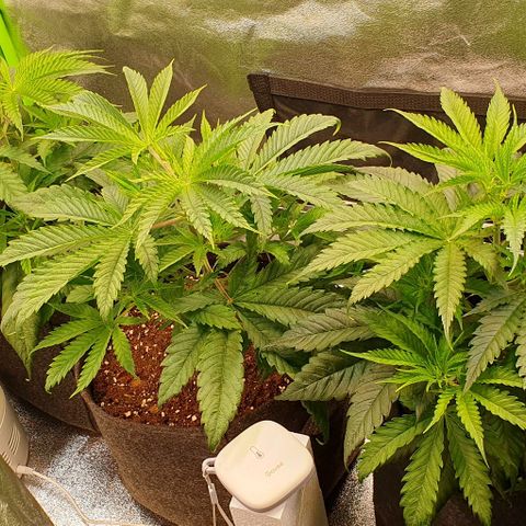 Highness  #2 growlog timeline photo