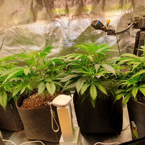 Highness  #2 growlog timeline photo