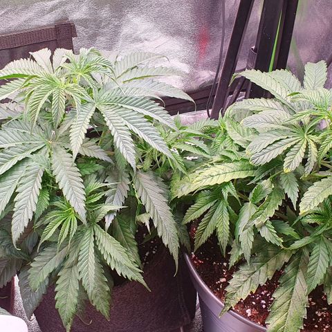 Highness  #2 growlog timeline photo
